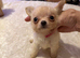 Beautiful Chihuahua Puppies from Show home