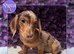 Stunning kc reg miniature dachshund girl koko