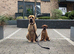 Beautiful (rare) fawn cane corso