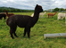 A group of three pretty, easy to handle, female alpacas