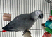 African grey male