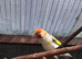 Siberian goldfinch male