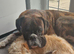 Beautiful brindle boxer for sale