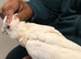 Handreard bare eyed cockatoo for sale or px