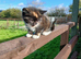 Ginger boy and tortoishell girl kittens