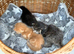 Beautiful Kittens looking for loving homes