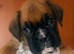 Beautiful bouncy boxer babies