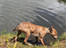Lurcher pups
