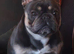 2 beautiful frenchies