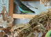 Male dna tested blue bellied Myers