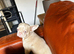 The sweetest gentlest frenchie cross girl