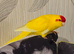 Hand-reared kakarikies