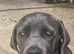 Female cane corso