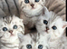 4 Champion Bloodline Pedigree Scottish Fold/Straight Kittens