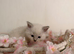 Beautiful Ragdoll kittens