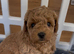 KC Registered Red Toy Poodle Puppies - DNA Health Tested Parents