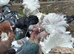 Pigeons for sale mixed