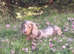 Long haird mini Dachshund puppies