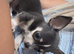 Chihuahua boy puppy for sale