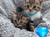 Beautiful persian x kittens