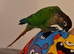 6 month old green cheek conure