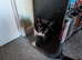 Mixed breed female cat needs new home.