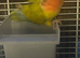 Love bird