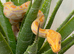 BURMESE PYTHONS