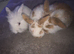 BABY LOP Rabbits