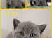 2 left Gorgeous British Shorthair Kittens - BSH - GCCF