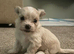 Malchi puppies