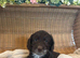 Cockapoo Puppies