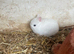 Pick up only pick up is Peterborough beautiful Netherlan dwarfs