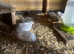 Chinese painted Quail Hatching Eggs