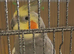 Cheeky Male Cockatiel for sale with cage