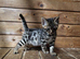 Beautiful bengal boy