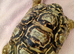 Male leopard tortiose