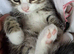 2 kittens