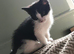 2 beautiful kittens for sale - Ready now