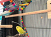 6 budgies