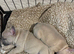 Gorgeous lilac fawn Frenchbull dogs