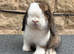 Mini lop girl