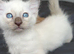 The most beautiful tiny legs muchkin