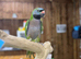 Derbyan parrot