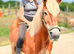 Haflinger X 13.2 mare