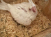 Stunning White Albino Cockatiel Baby