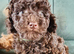 Gorgeous KC REG chocolate toy poodle pups