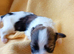Full Breed KC registered Havanese Puppies
