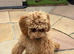 Maltipoo 8 months old.
