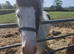 3 year old cob